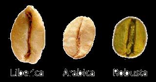Coffea robusta